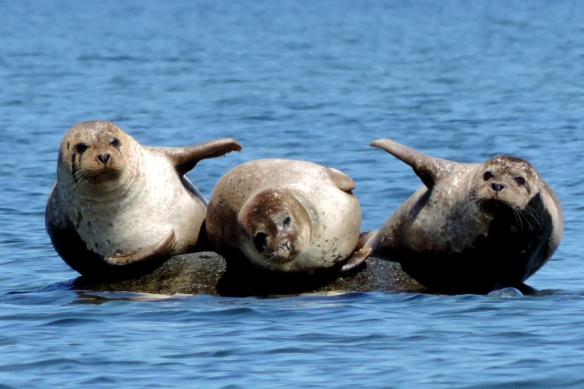 Sælsafari på Avnø fjord