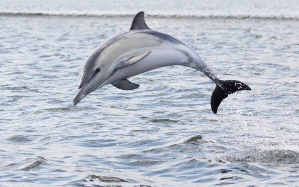 Bogen - Luca, en delfin i Limfjorden