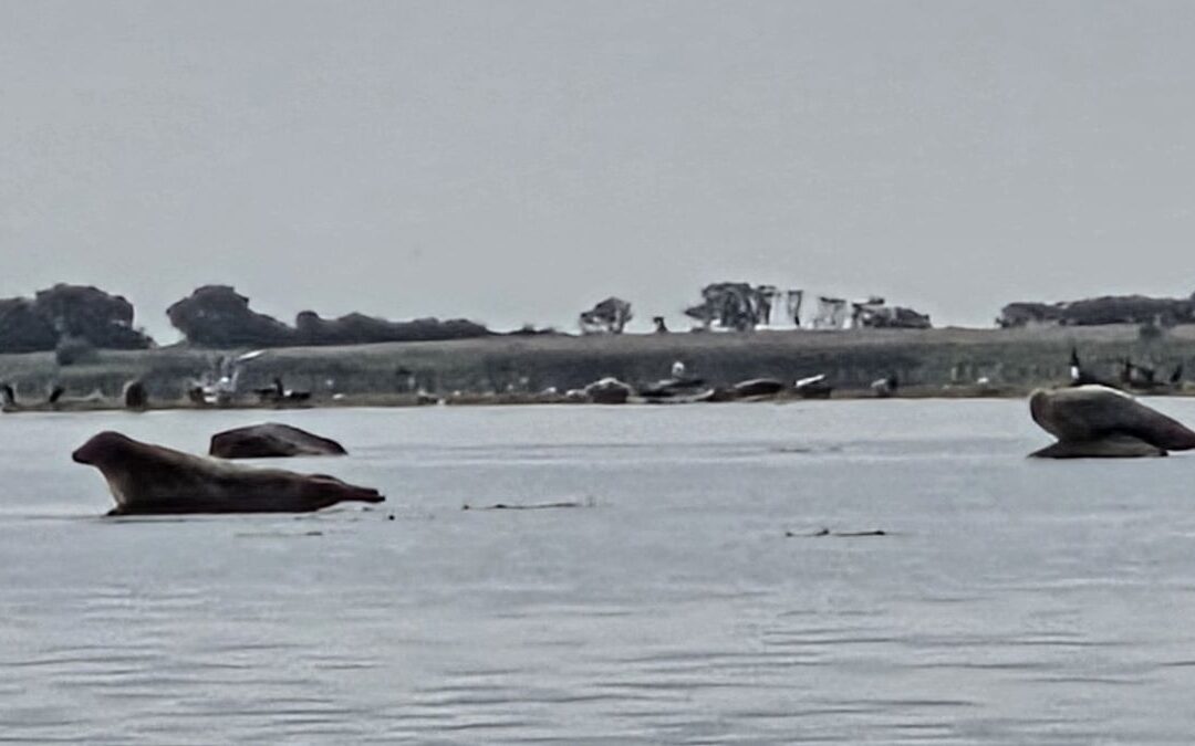Sælsafari – kajaktur på Avnø Fjord